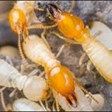 Accuracy Plus Termite and Pest Control in Los Angeles, CA