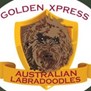 Golden Xpress Labradoodles LLC in Eagle Creek, OR