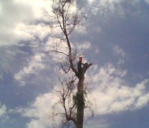 Lancaster Tree Care