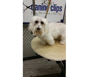 Kitty's Canine Clips