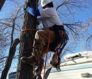 Perfect Ascent Tree Service