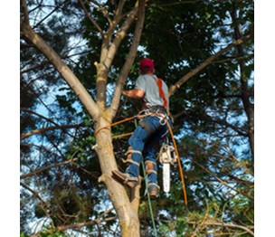 Columbia Landscaping and Tree Care