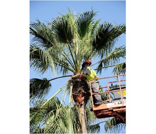 South West Tree Service