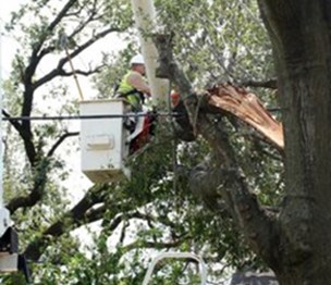 Jacksonville Tree Removal Experts