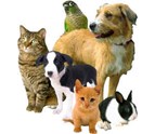 Animal_hospital_Emergency_Veterinarian_Service_dogs_cats_hamsters_reptiles_rabbits_birds_Los_Angeles_CA_90046_10.jpg