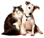 Brooklyn_NY_Animal_Clinic_of_Bay_Ridge_Pet_Surgical_Services.jpg