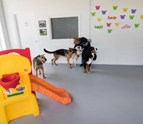 Doggie_Daycare_Training_packages_available.jpg