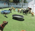 Outdoor_Dog_Daycare_in_Los_Angeles_CA_WagVille_1.jpg