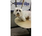 Professional_Pet_Groomer_in_Annapolis_MD.JPG