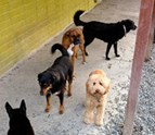 The_Dog_Resort_Seattle_Dog_Sitters_Kennel_1.jpg