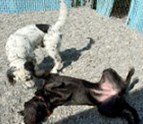 The_Dog_Resort_Seattle_Kennel_and_Cage_Free_Boarding.jpg