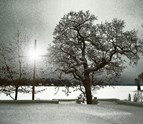 cross_tree_blk_wh_winter_pretty.jpg