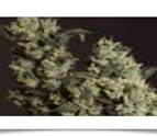 medical_marijuana_seeds_for_sale.jpg